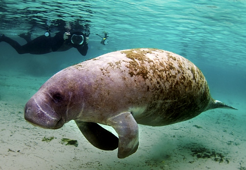 West Indian Manatee in Crystal River Florida