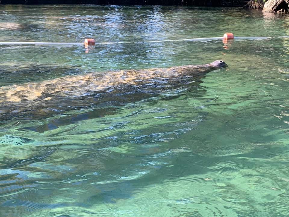 Citrus County Manatees swimming in three sisters springs